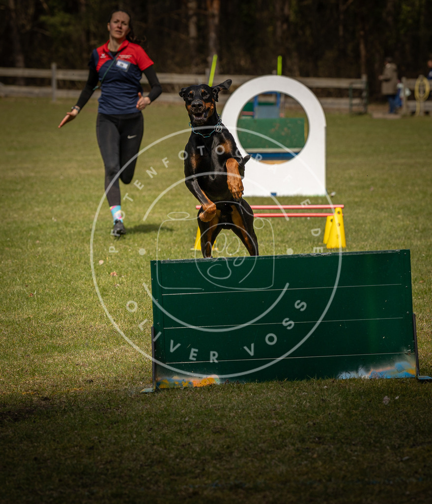 Pfotenfotografie_DV3A5674 | Hundefotografie, Tierfotograf, Pfotenfotografie, Fotoshooting Hund, Hunde Portrait, Hundesport, Hundeportraits, Heideshooting, Hunde, Sportfotograf, Hundefotograf, Turnierhundsport, THS,  - Realisiert mit Pictrs.com