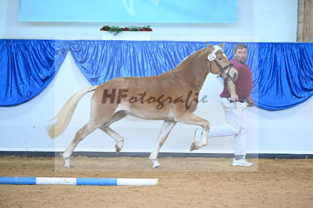 Kat-Nr. 32 Sir Corona v. Starino I_Moeckel_60220864 | hf-fotografie - Realisiert mit Pictrs.com