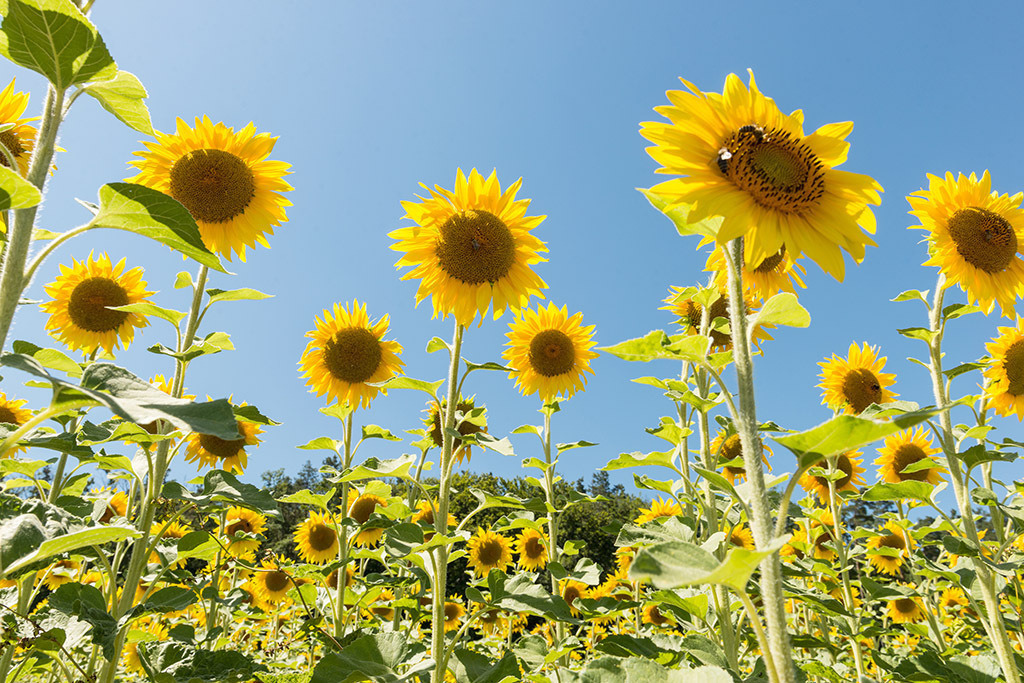 Sonnenblumen | Fotos mit schönen Motiven aus der Region Basel. - Realisiert mit Pictrs.com