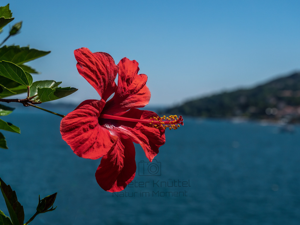 P1377481-Bearbeitet-2019-Bearbeitet-2019-LR | Natur im Moment - Realisiert mit Pictrs.com