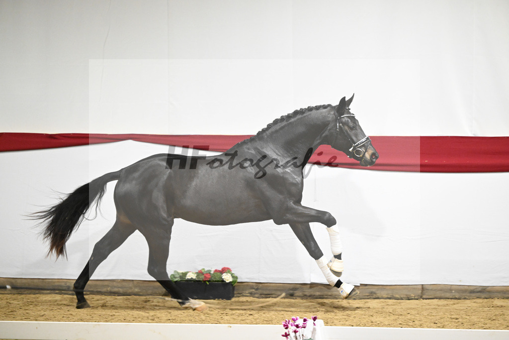 Kat-Nr. 51 v. Escamillo_Casper_63221332 | hf-fotografie - Realizzato con Pictrs.com