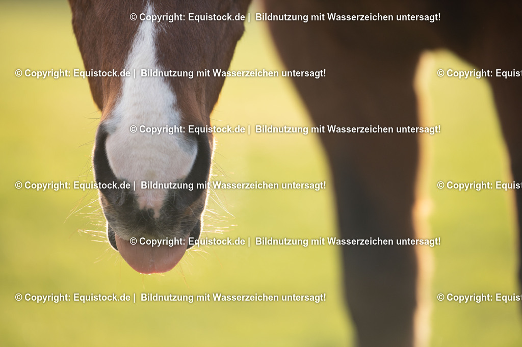 20201211_Schleckendes-Pferd_0002 | equistock