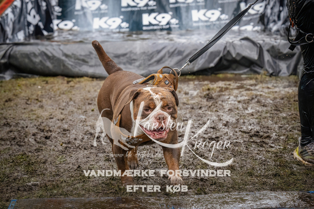 1207_ZZ94399 | kk-dogfotos