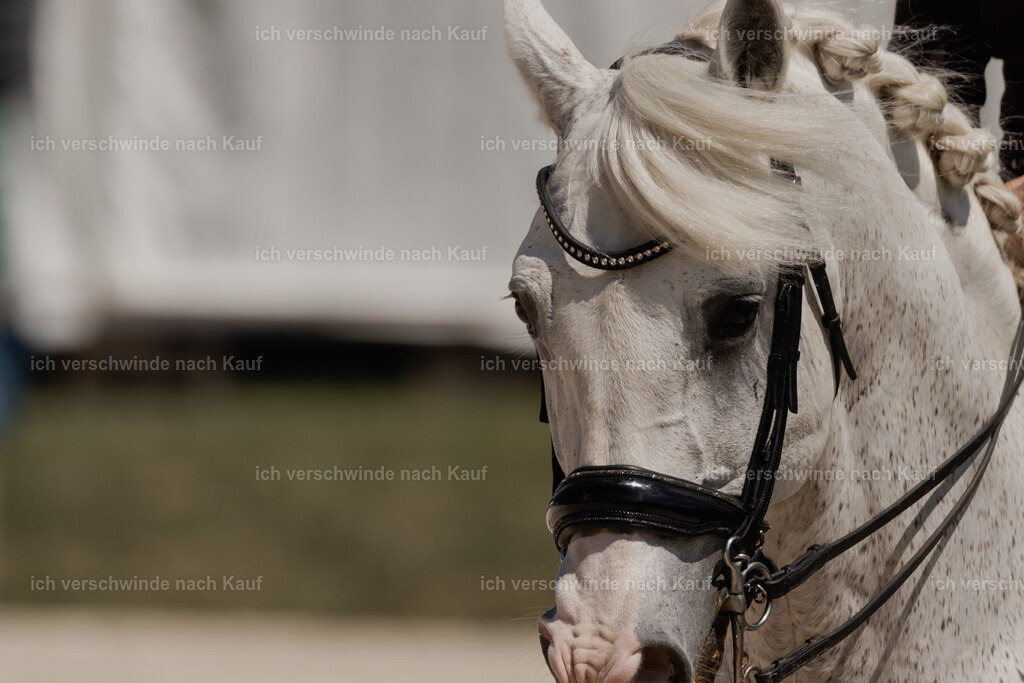 WE_SP_Stoib_318_PI2025_2052 | Pferd International München 2025