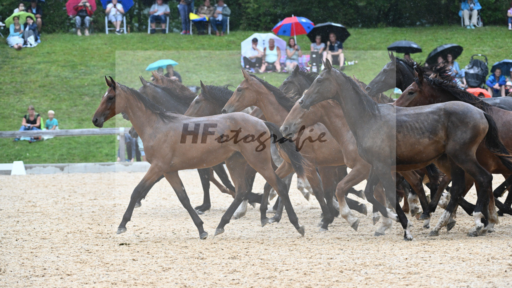 Herde_36241133 | hf-fotografie - Realisiert mit Pictrs.com