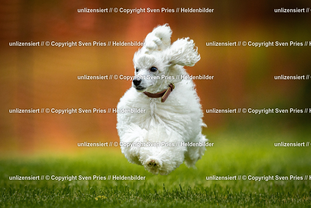 Sven Pries | 2025-09-21 - Hunderennen Baden-Oos - Realisiert mit Pictrs.com