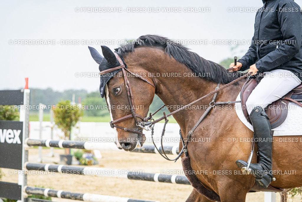 DSC02912 | Pferdegrafie