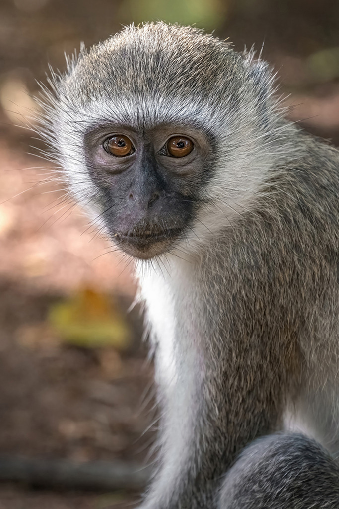Vervet-Affe Porträt | Kenia | Premium-Wandbild von justsomewhere.com: Ein detailreiches, hautnahes Makro-Porträt eines Vervet-Affen aus Kenia, der mit großen, ausdrucksstarken bernsteinfarbenen Augen direkt in die Kamera blickt, vor einem weichen, unscharfen Hintergrund in Erdtönen. - Realisiert mit Pictrs.com