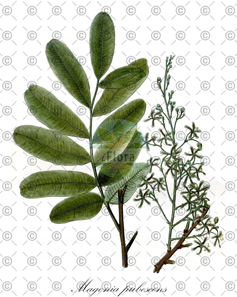 HistAbb_wfo-0000233493_1_ENZY_Simple | Historische Abbildung von Magonia pubescens - Sapindaceae | Historical Illustration of Magonia pubescens - Sapindaceae
