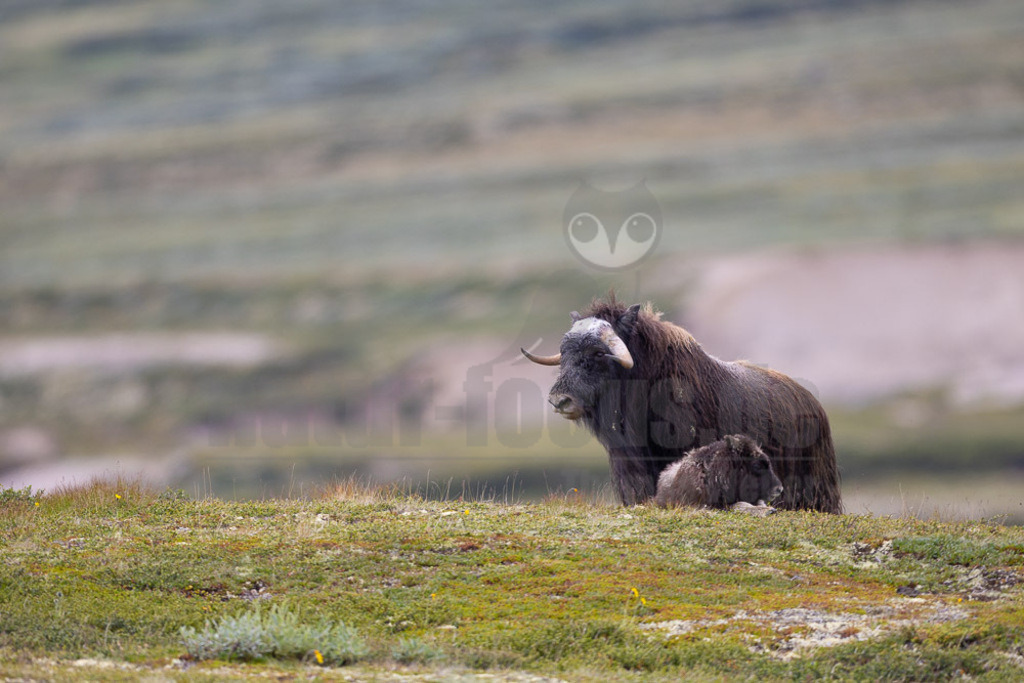 R5NF1619-20230727 | Der Moschusochse (Ovibos moschatus), auch als Bisamochse oder Schafsochse bezeichnet, ist ein Paarhufer aus der Unterfamilie der Antilopinae; innerhalb derer gehört er in die Verwandtschaftsgruppe der Ziegenartigen. - Realisiert mit Pictrs.com