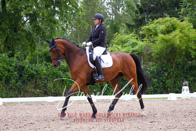 DKP41101 | Turnierfotos kaufen im Webshop von Daniel Kuhl Photography – entdecke professionelle Reitsportfotos aus Turnieren & Events. Hochwertige Turnierbilder online bestellen & sichern. Jetzt Fotos von Reitsportturnieren kaufen!