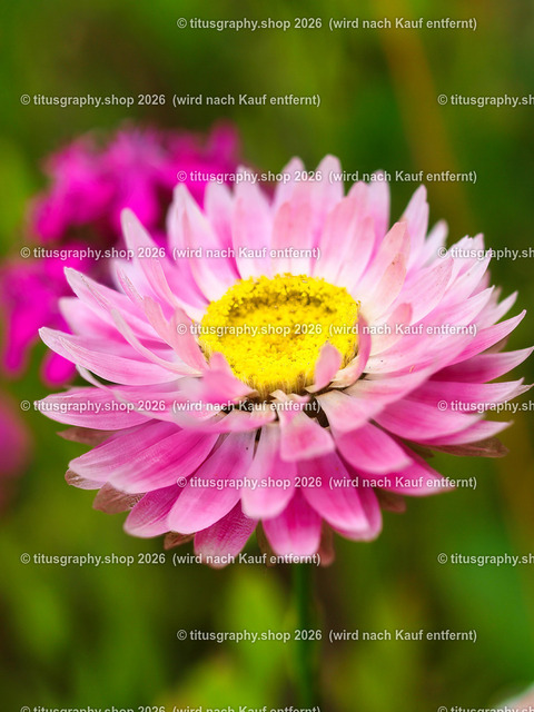 titusgraphy_P7173286-vz-ln | titusgraphy-shop: Geschenkideen mit Qualitätsfotos. titusgraphy-shop: gift ideas with quality photos. titusgraphy-shop: idées cadeaux avec photos de qualité.  - Realisiert mit Pictrs.com