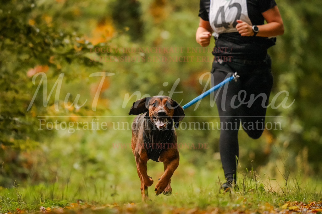 20251005_THS_Turnier-61 | MuT (Mensch und Tier) mit Mona - Fotografie und Tierkommunikation - Realisiert mit Pictrs.com