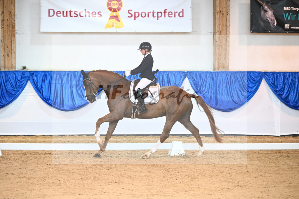 Kat-Nr. 14 Bernardo vom Haidholz_Beck_14240681 | hf-fotografie - Realisiert mit Pictrs.com