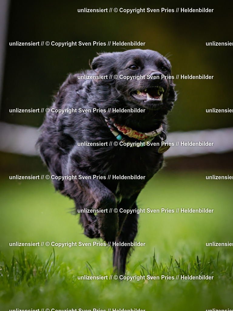 Sven Pries | 2024-10-19 - Hunderennen Ober-Grombach - Realisiert mit Pictrs.com