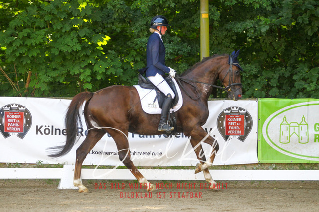 DKP42239 | Turniersportfotografie; Pferdefotografie; Dressurfotografie