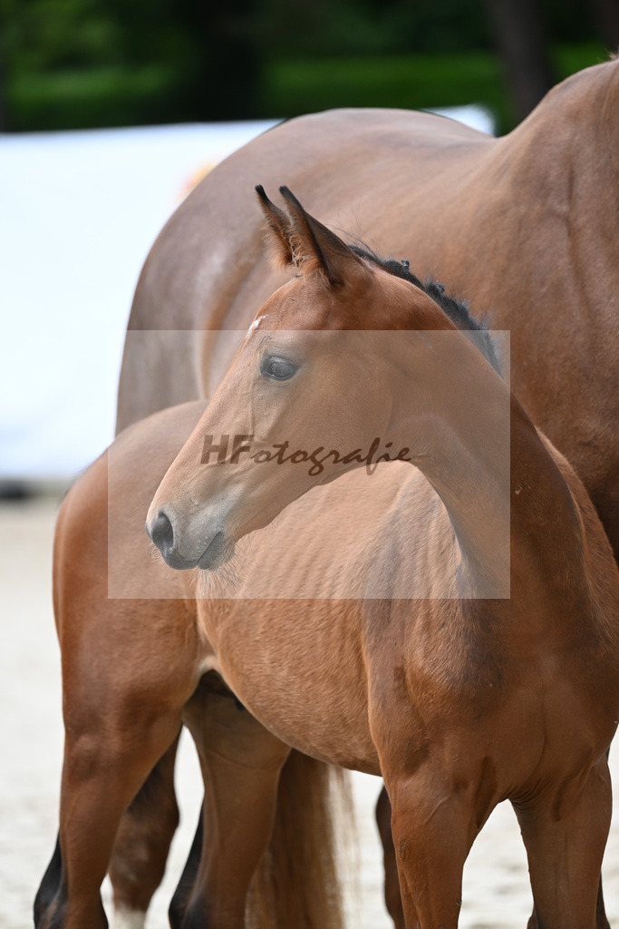 Kat-Nr. 17 HF Franklin_Hindrichs_25230539 | hf-fotografie - Realizzato con Pictrs.com