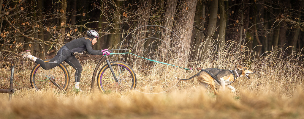 DV3A3496 | Hundefotografie, Tierfotograf, Pfotenfotografie, Fotoshooting Hund, Hunde Portrait, Hundesport, Hundeportraits, Heideshooting, Hunde, Sportfotograf, Hundefotograf, Turnierhundsport, THS,  - Realisiert mit Pictrs.com