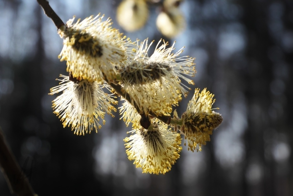 Blüte Weidenkätzchen | Blüte Weidenkätzchen - Realisiert mit Pictrs.com