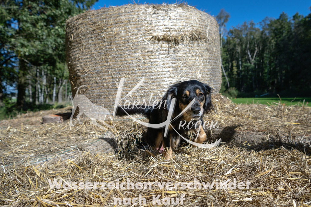 1237_ZZ91853-2 | kk-dogfotos