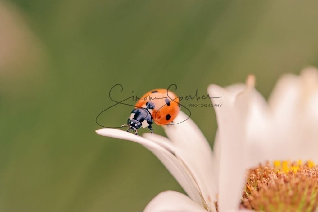 Marienkäfer | Simone Sperber, svb-photography,Fotografin,Bilddesignerin,Naturfotografie,Macrofotografie,Tierfotografie,Wildtierfotografie,Ausstellungen,Auftragsfotografie,Kunst,Art,Photographer,Shootings,Bildberatbeitung,Galerie,Shop