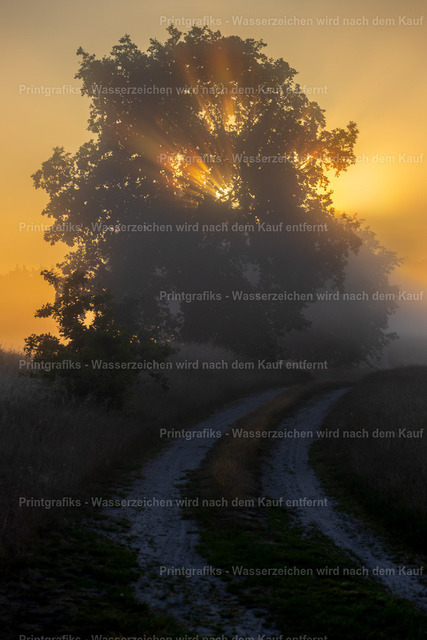 Weg ins Morgenlicht | Ein stiller Feldweg im warmen Morgenlicht. Nebel, Licht und die Silhouette des Baumes schaffen eine ruhige, atmosphärische Landschaft mit viel Tiefe. - Realisiert mit Pictrs.com