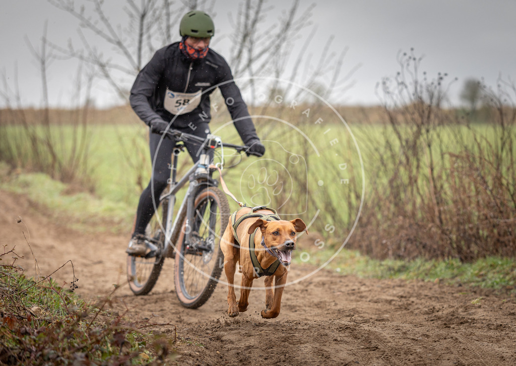 DV3A9129 | Hundefotografie, Tierfotograf, Pfotenfotografie, Fotoshooting Hund, Hunde Portrait, Hundesport, Hundeportraits, Heideshooting, Hunde, Sportfotograf, Hundefotograf, Turnierhundsport, THS,  - Realisiert mit Pictrs.com