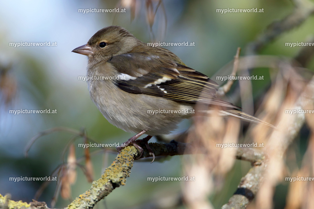 Buchfink-025 | Das Bilderarchiv über Tiere, Planzen und Landschaften. In der Bilddatenbank finden Sie ein große Auswahl an hochwertigen Bilder für Ihre Werbung - Realisiert mit Pictrs.com