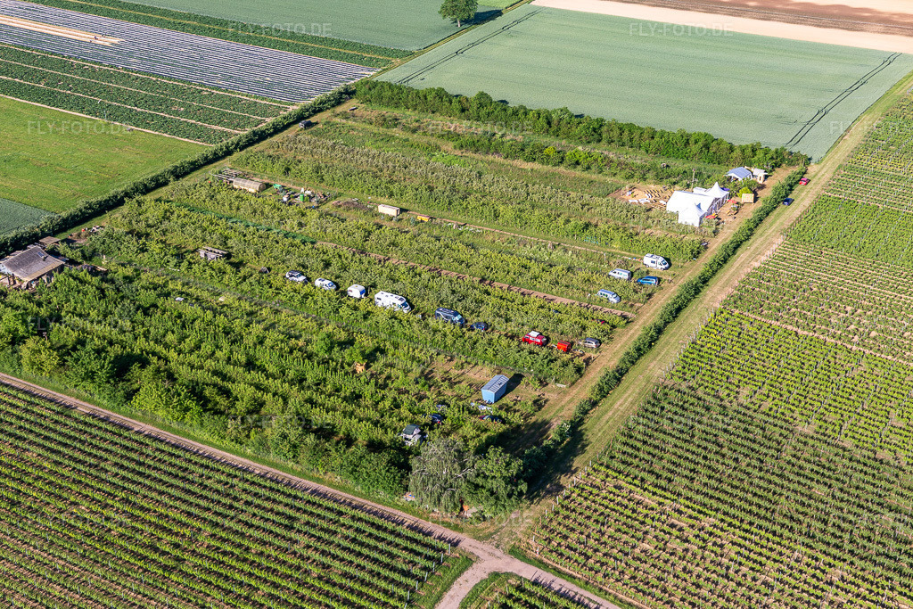 Luftbild: Obstplantage im Ortsteil Mühlhofen in Billigheim-Ingenheim im Bundesland Rheinland-Pfalz in Deutschland. Foto: IMG_132292.jpg vom 28.05.2022 durch Werner Riehm/FLY-FOTO.de