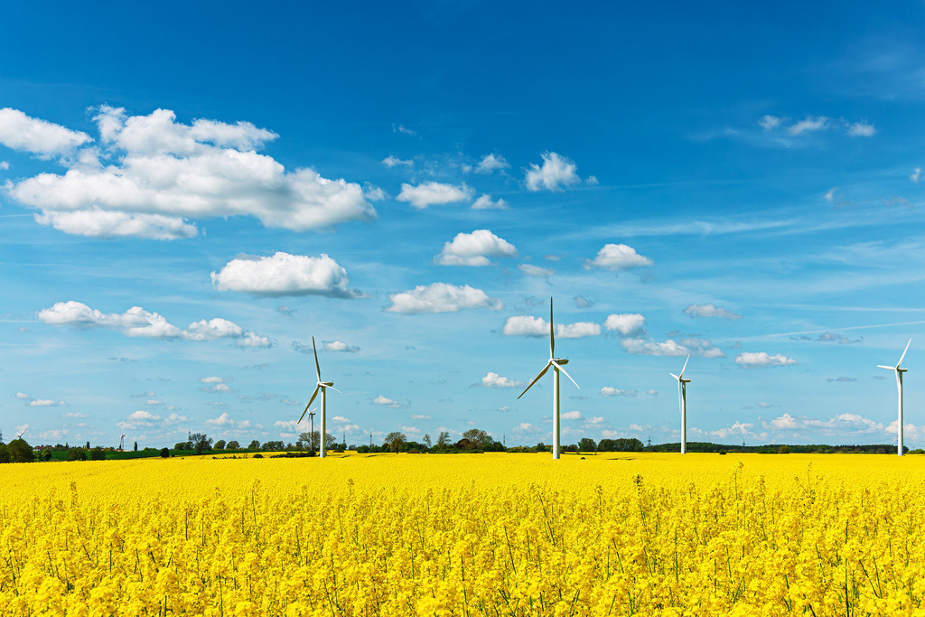 Blühendes Rapsfeld mit Windräder und blauem Himmel in der Nähe von Rostock | Blühendes Rapsfeld mit Windräder und blauem Himmel in der Nähe von Rostock.