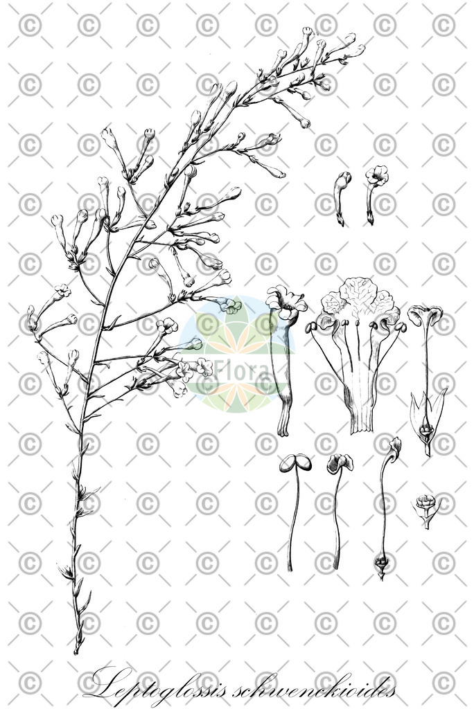 HistAbb_wfo-0001035102_1_ENZY_Simple | Historische Abbildung von Leptoglossis schwenckioides - Solanaceae | Historical Illustration of Leptoglossis schwenckioides - Solanaceae