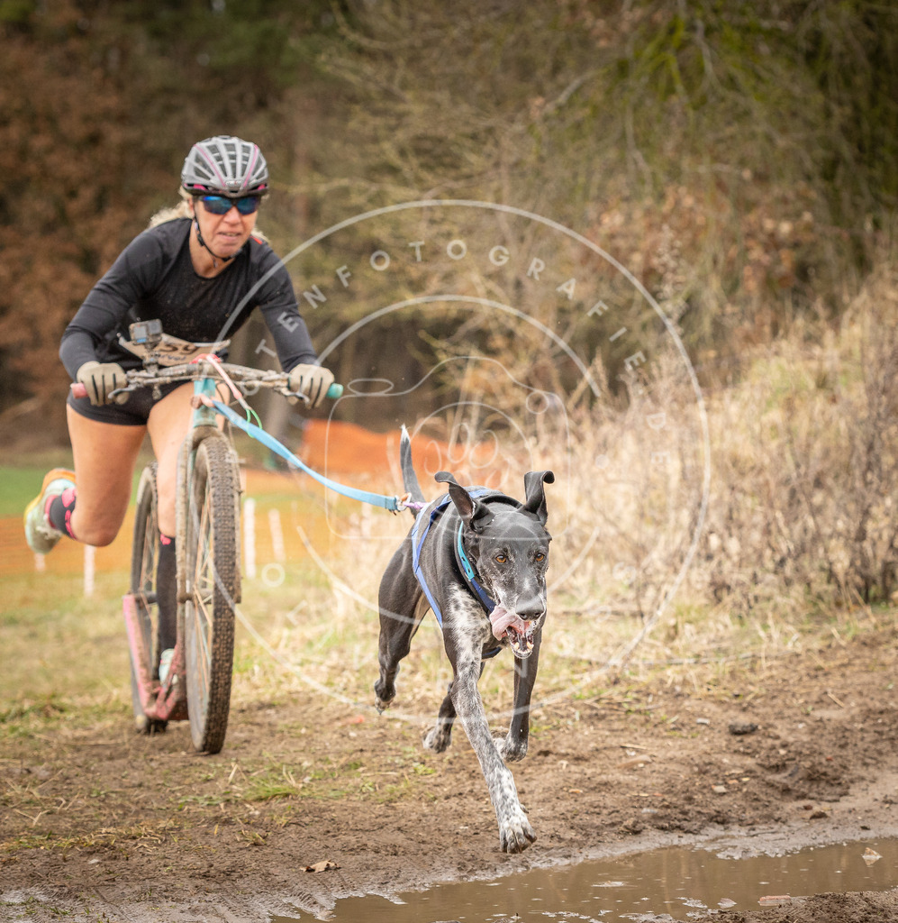 DV3A1735 | Hundefotografie, Tierfotograf, Pfotenfotografie, Fotoshooting Hund, Hunde Portrait, Hundesport, Hundeportraits, Heideshooting, Hunde, Sportfotograf, Hundefotograf, Turnierhundsport, THS,  - Realisiert mit Pictrs.com