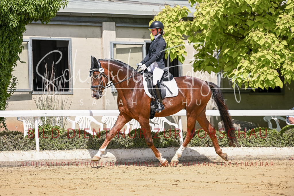 Schugtsche-Aluta25-48.Reitpferfdeprf.-285 | Schugtsche Fotografie - Realisiert mit Pictrs.com