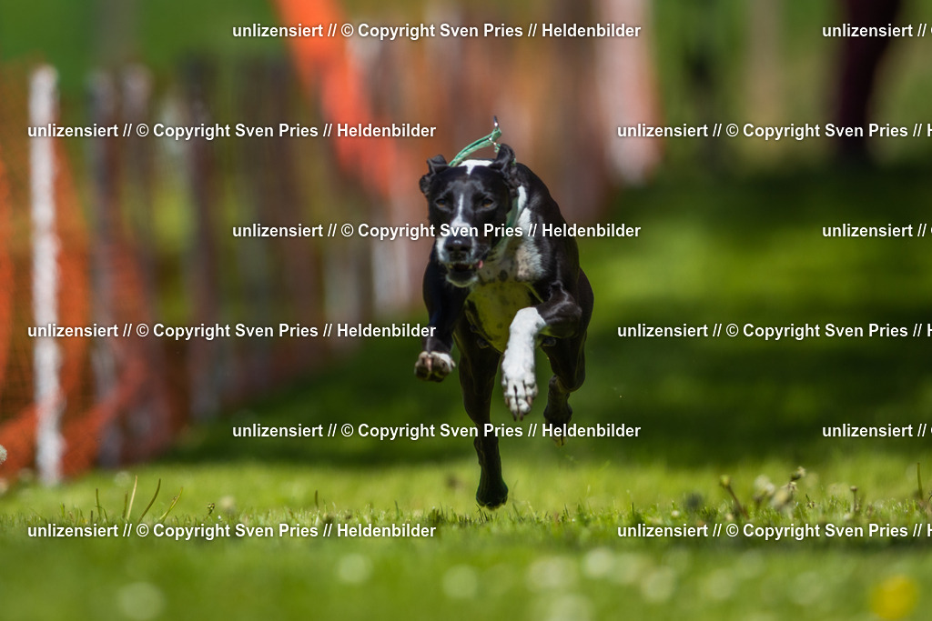 Hunderennen_April_2026_172 | 2026-04-26 - Hunderennen Baden-Oos April 2026 - Realisiert mit Pictrs.com