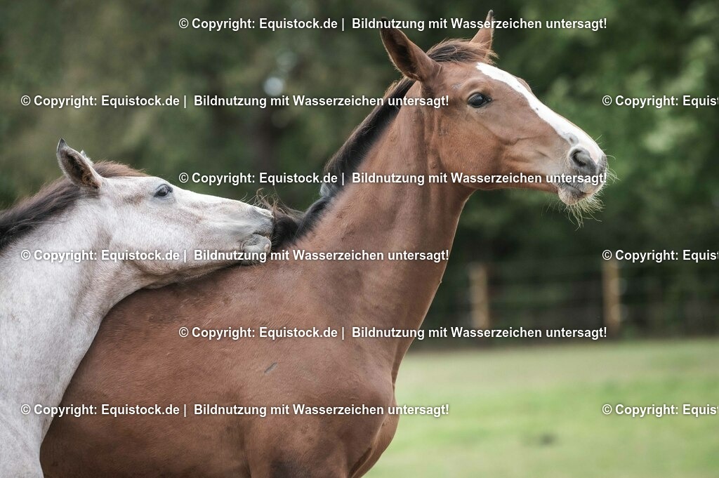 20201005_Fohlen_0086 | equistock