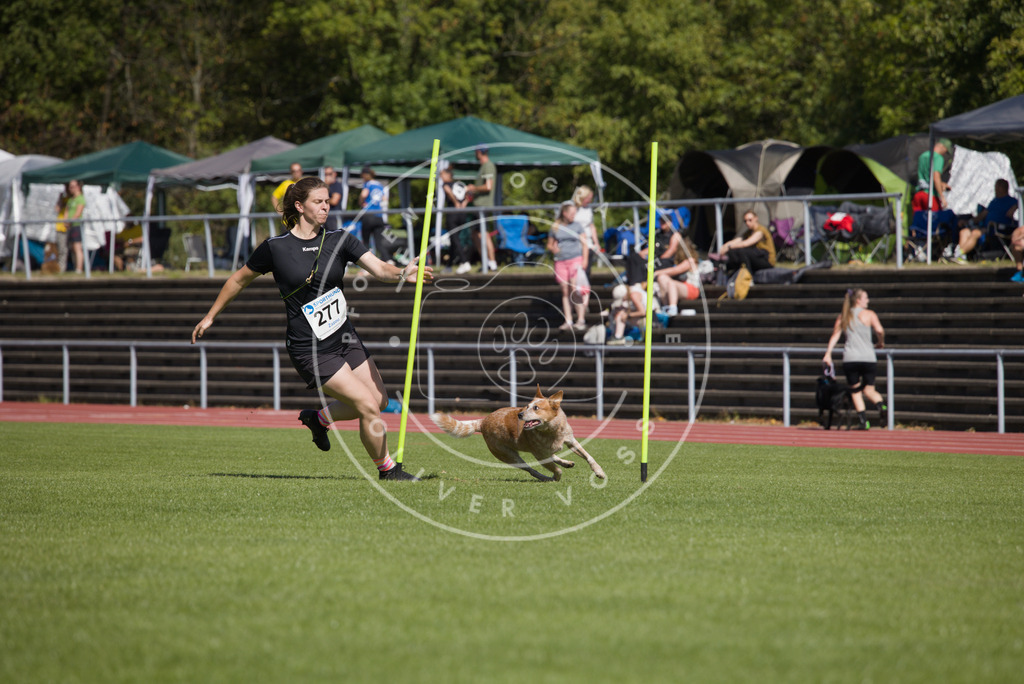 0L8A6763 | Hundefotografie, Tierfotograf, Pfotenfotografie, Fotoshooting Hund, Hunde Portrait, Hundesport, Hundeportraits, Heideshooting, Hunde, Sportfotograf, Hundefotograf, Turnierhundsport, THS,  - Realisiert mit Pictrs.com