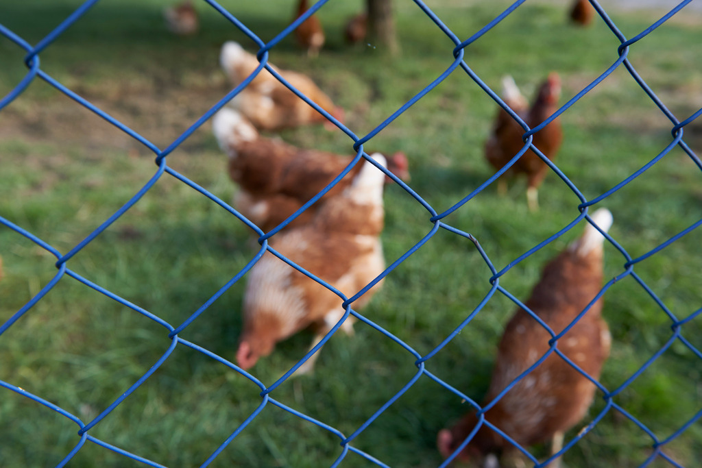 Freilandhuehner hinter Zaun | Deutsch-Kaltenbrunn, Austria - June 29, 2013: Freilandhuehner hinter Zaun. - Realisiert mit Pictrs.com