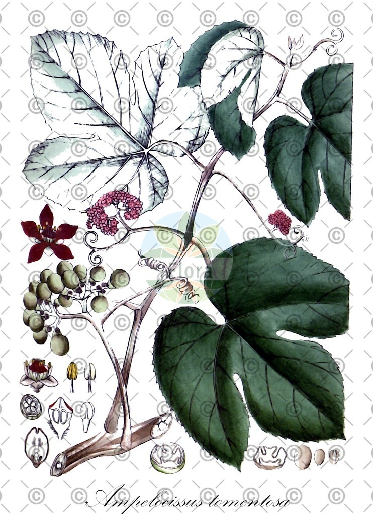 HistAbb_wfo-0000531596_1_ENZY_Simple | Historische Abbildung von Ampelocissus tomentosa - Vitaceae | Historical Illustration of Ampelocissus tomentosa - Vitaceae