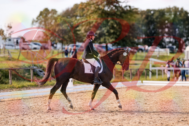 2026_10_03_Siefer-Hof_132535_Z81_76839824 | Professionelle Reitsport-, Turnier- und Eventfotografie von Robert Broda. Galerien mit ausgewählten und bearbeiteten Bildern direkt online ansehen und bestellen.