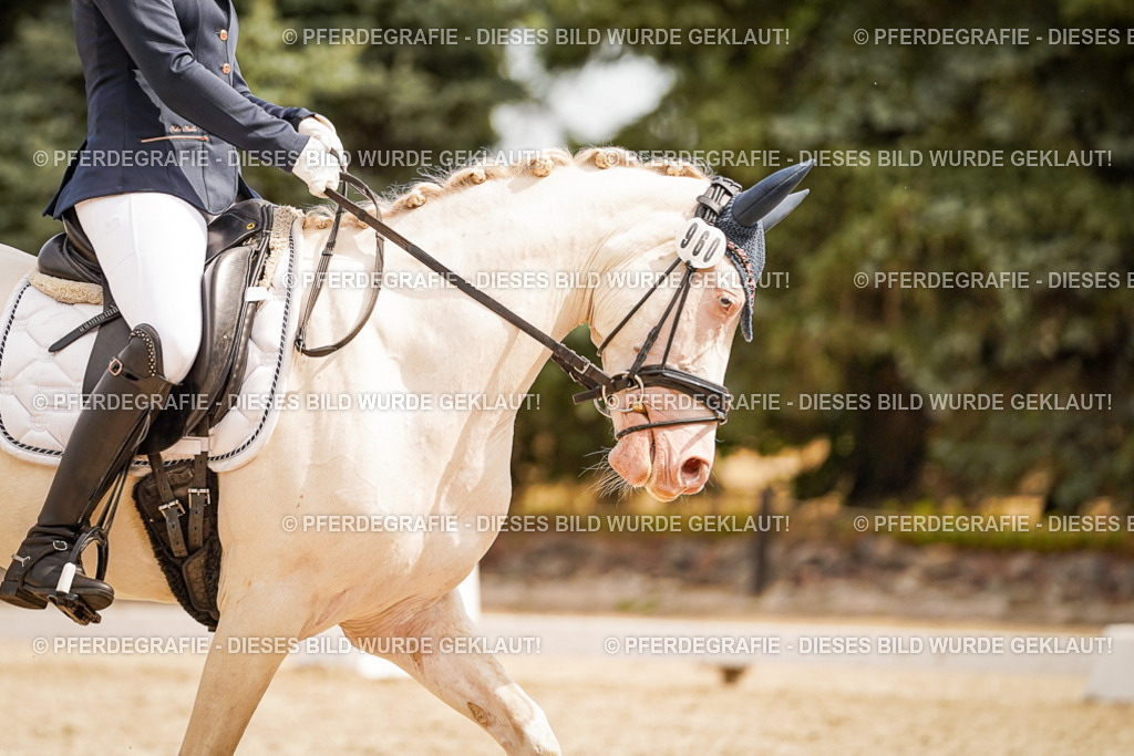 DSC01885 | Pferdegrafie