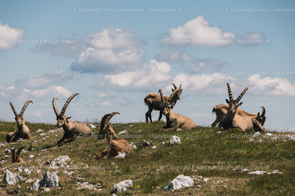 Hochschwab Rundwanderung mit Steinbock Anblick 13072022-1839 | Fotos und Fotoprodukte - Realisiert mit Pictrs.com