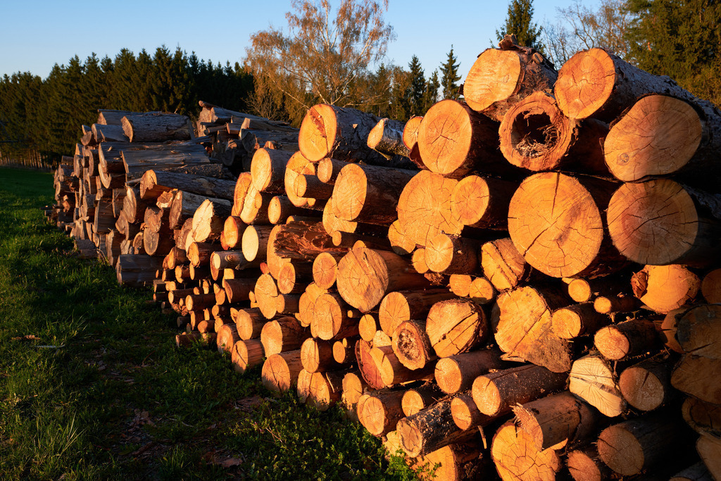 abgesägte Baumstämme auf einem Holzlagerplatz | Burgenland, Austria - April 17, 2022: abgesägte Baumstämme auf einem Holzlagerplatz. - Realisiert mit Pictrs.com