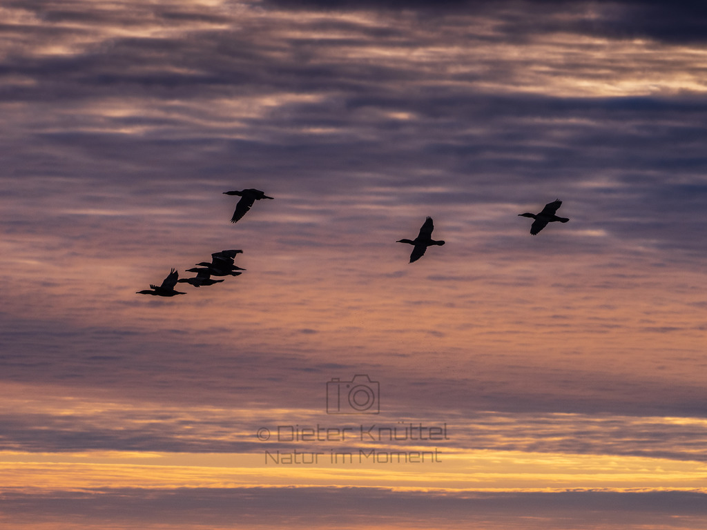 Sunset-Cormorans-Lofoten- Norway | Natur im Moment - Realisiert mit Pictrs.com