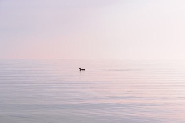 Wandbild: Stille Wasser mit Ente – Eckernförde
