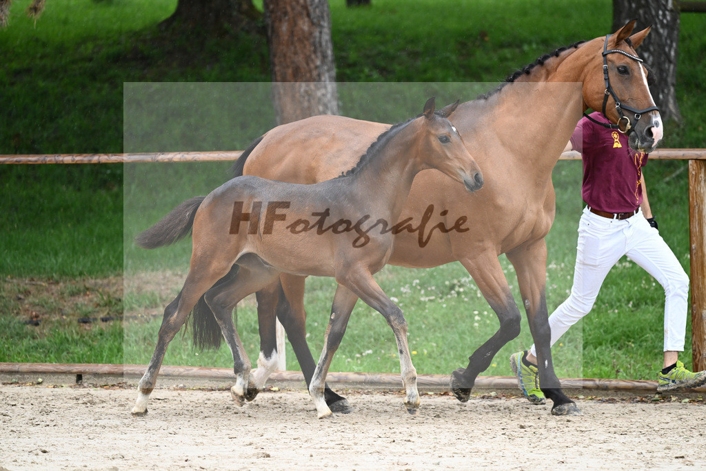 Kat-Nr. 20 SF Comme Prevu_Mayer_25230254 | hf-fotografie - Realizzato con Pictrs.com