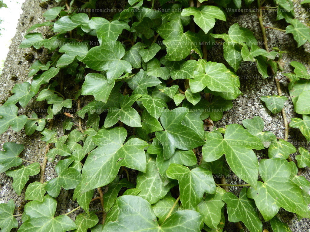 P1000107 | Entdecken Sie die faszinierende Welt von Norbert Michels: Surreale Kunstwerke, hochwertige Fotos, Leinwandbilder & Fotoprodukte wie Tassen mit bild7 - Realisiert mit Pictrs.com