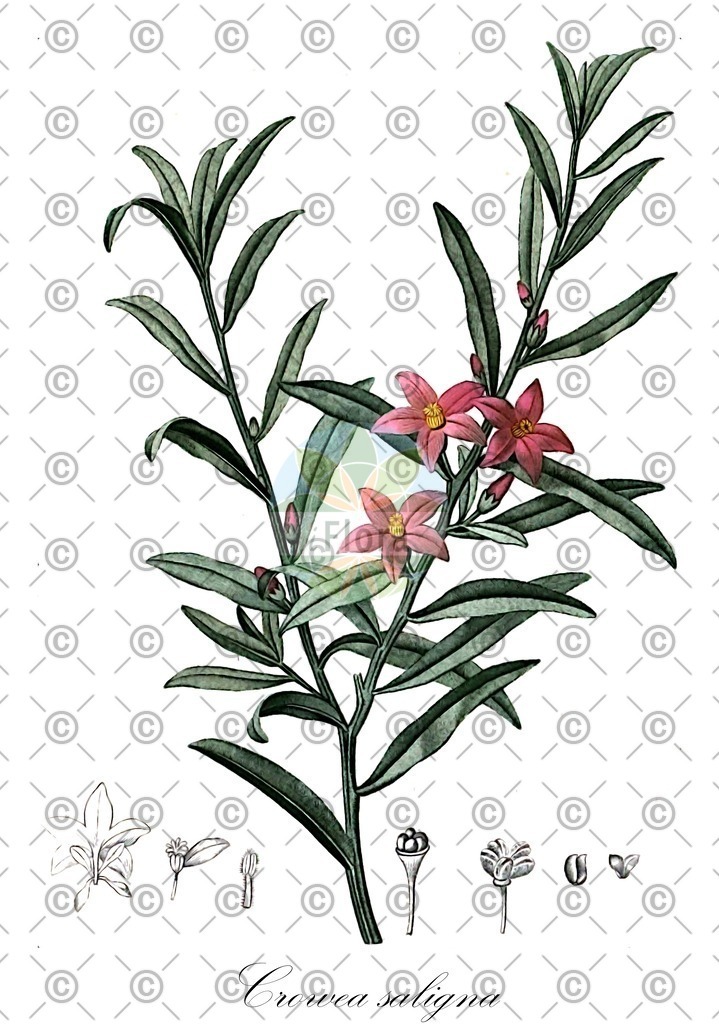 HistAbb_EMP_99200_1_FloraD_Simple | Historische Abbildung von Crowea saligna - Rutaceae | Historical Illustration of Crowea saligna - Rutaceae