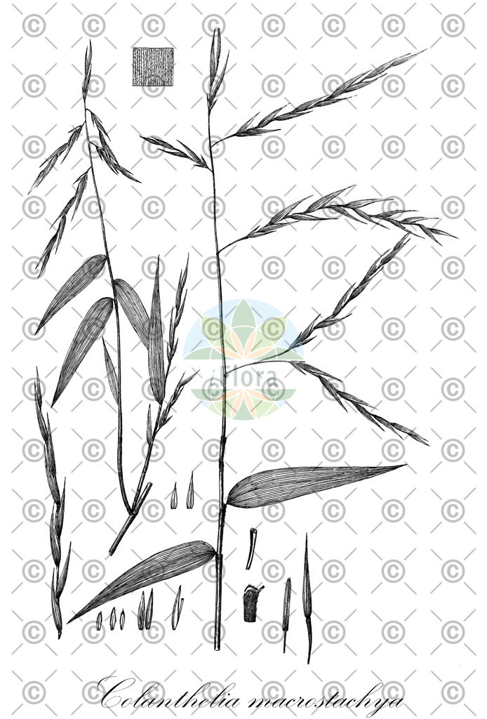 Histabb_EMP_7040_SRC_Koehler_1887_SIMPLE | Historische Abbildung von Colanthelia macrostachya - Poaceae | Historical Illustration of Colanthelia macrostachya - Poaceae
