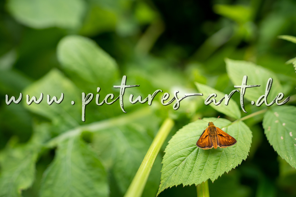 DSC09819 | pictures-art.de