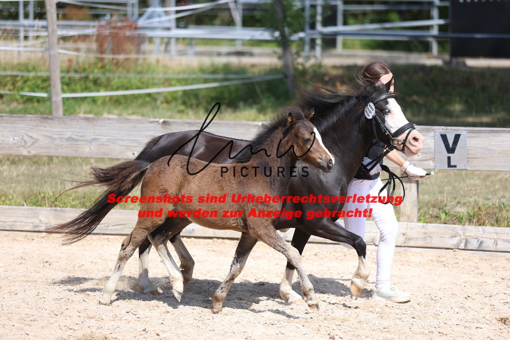 Fohlenschau_Schwäbisch_Hall_Ponys_KN 49_5 | lmwpictures - Realisiert mit Pictrs.com